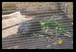 Pafos Zoo -30-05-2017 - Bogdan Balaban